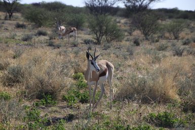 Ein Springbock beobachtet aufmerksam die Umgebung - Namibia mit Kindern