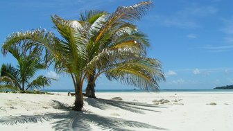 Eine sonnige Strandlandschaft mit Palmen, deren Schatten auf den weißen Sand fallen, unter einem strahlend blauen Himmel.