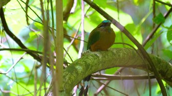 Ein bunter Vogel sitzt auf einem Ast, umgeben von üppigem, grünem Laub und Sonnenlicht, das durch die Blätter strahlt.