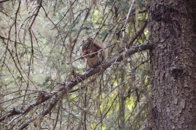 Ein Eichhörnchen sitzt auf einem Ast und knabbert an einem Stück Nahrung, umgeben von grünen Blättern und moosbedeckten Zweigen.