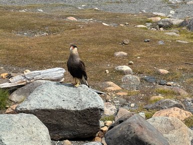 Ein majestätischer Adler steht auf einem großen Stein, umgeben von einer kargen, steinigen Landschaft in Patagonien.