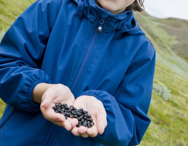 Ein Junge mit einem bunten Hut lächelt, während er frische Blaubeeren in seinen Händen hält, umgeben von grüner Landschaft.