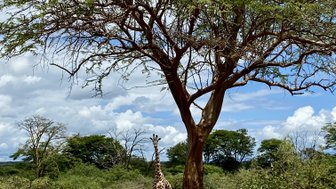 Eine Giraffe steht majestätisch hinter einem Baum in der afrikanischen Savanne, umgeben von üppigem Grün und blauem Himmel.