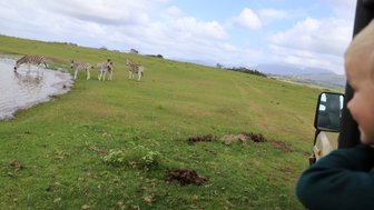 Kind schaut begeistert auf eine Zebraherde in der freien Natur – Garden Route Familienreise