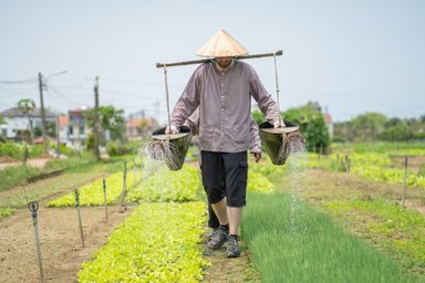 Ein Landwirt mit einem traditionellen Hut gießt frisches Gemüse in einem weitläufigen Feld in Vietnam.