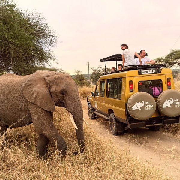 Elefant steht neben Jeep auf Safari - Tansania Safari mit Kindern