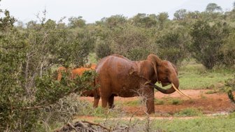 Ein majestätischer Elefant mit rötlicher Erde bedeckt, steht in einer grünen Savanne, umgeben von Büschen und Bäumen.