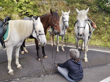 Eine Person sitzt auf dem Boden und interagiert mit vier Pferden, die gesattelt sind und auf einer Straße stehen.