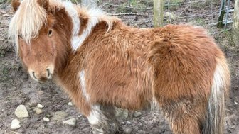 Ein kleines, braunes Pony mit einer auffälligen Mähne steht auf einem matschigen Boden, umgeben von einem Zaun.