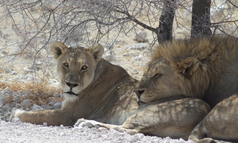 Zwei Löwen liegen entspannt im Schatten eines Baumes - Namibia mit Kindern