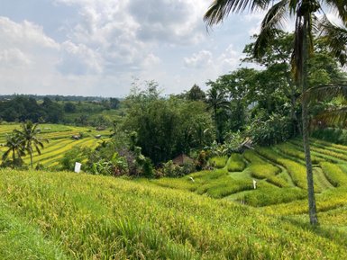 Malerische Teeplantagen und grüne Hügel rund um Ubud – Bali Reise mit Kindern