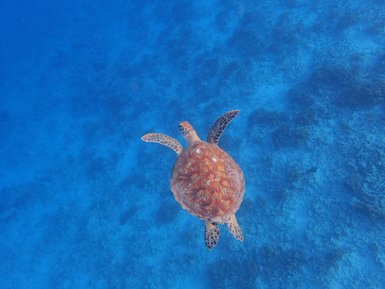 Schildkröte schwimmt in der klaren Unterwasserwelt – Bali Familienreise
