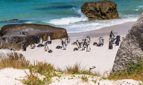 Pinguine am Boulders Beach spielen zwischen den runden Granitfelsen – Garden Route Familienreise