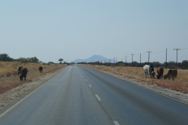 Mehrere Tiere grasen direkt neben der Straße - Namibia mit Jugendlichen