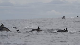 Eine Gruppe von Delfinen schwimmt elegant durch das ruhige Wasser, während ein Boot in der Ferne zu sehen ist.