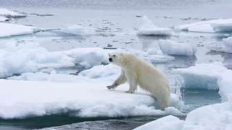 Ein Eisbär steht auf einem Eisblock und schaut aufmerksam in die Umgebung, während das Wasser um ihn herum glitzert.