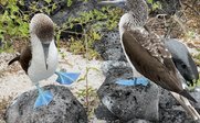 Zwei Blaufußtölpel stehen auf schwarzen Felsen, umgeben von grünen Pflanzen und feinem Sand, mit auffälligen blauen Füßen.