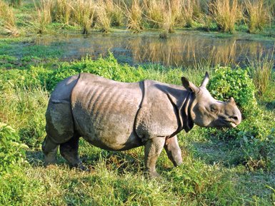 Ein Nashorn steht majestätisch in einem grünen, bewachsenen Gebiet neben einem ruhigen Gewässer.