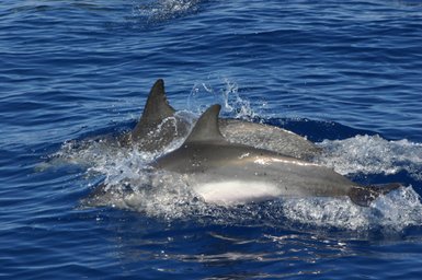 Paar Delfine im klaren Wasser bei Bocas del Toro – Costa Rica Familienreise
