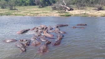 Eine Gruppe von Flusspferden schwimmt entspannt im Wasser, umgeben von üppigem Grün und einem blauen Himmel.