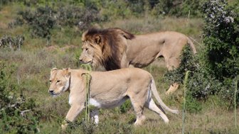 Löwe und Löwin laufen gemeinsam im Addo Nationalpark – Garden Route mit Kindern