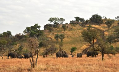 Elefantenherde zieht durch die Landschaft der Grumeti Hills – Tansania mit Kindern