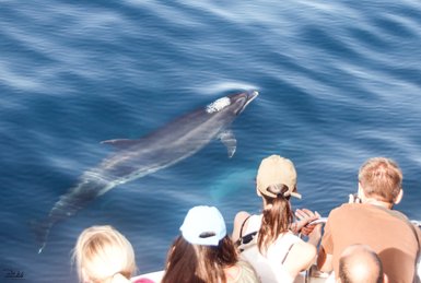Ein Delfin schwimmt elegant durch das klare, blaue Wasser, während Zuschauer fasziniert zuschauen.