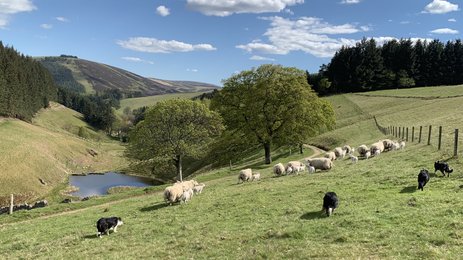 Hunde mit Schafherde in Natur - Schottland mit Kindern