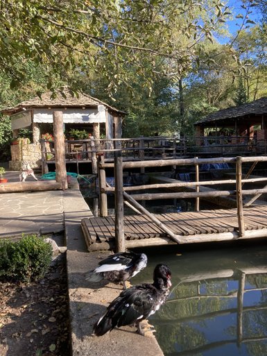 Zwei Enten stehen am Ufer eines ruhigen Teichs, während im Hintergrund eine Holzbrücke und ein Pavillon sichtbar sind.