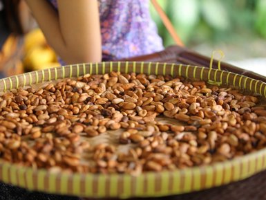 Geröstete Kakaobohnen in der Schokoladenfabrik Cau Chocolates – Indonesien mit Kindern