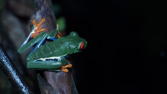 Ein leuchtend grüner Frosch mit roten Augen sitzt auf einem Ast, umgeben von dunklem Hintergrund und verschwommenen Lichtern.