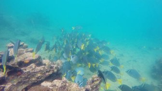 Eine große Schule von bunten Fischen schwimmt um einen Korallenblock in klarem, blauem Wasser.