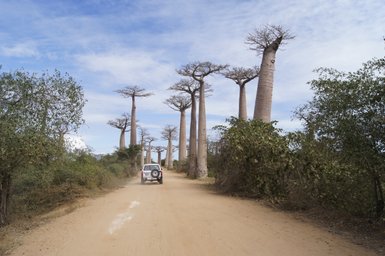 Eine staubige Straße führt durch eine Allee von majestätischen Baobab-Bäumen unter einem klaren blauen Himmel.