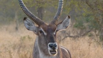 Nahaufnahme eines Wasserbocks mit Hörnern in der südafrikanischen Wildnis – Südafrika Reise mit Kindern