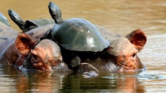  Ein Nilpferd liegt im Wasser mit einer Schildkröte – Südafrika Reise mit Kindern