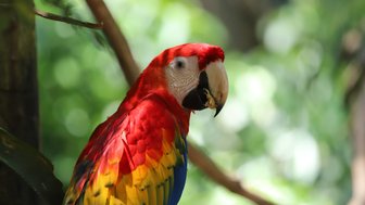 Nahaufnahme eines farbenprächtigen Aras im Regenwald – Costa Rica Reise mit Kindern