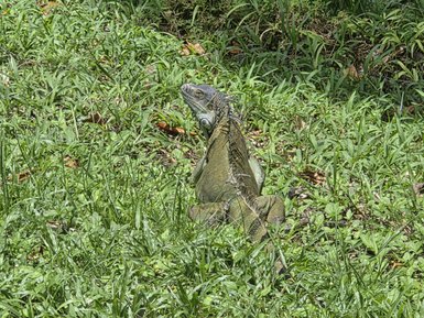 Ein grünlicher Leguan sitzt entspannt im hohen Gras, umgeben von lebendiger Vegetation und einem natürlichen Lebensraum.