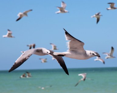 Möwen gleiten über das Wasser an der Küste – Mexiko Familienreise