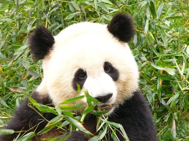 Panda genießt Bambus in einem Schutzgebiet in China – China Familienreise