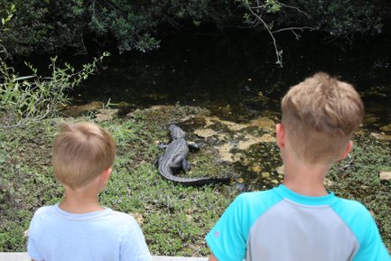 Zwei Kinder beobachten fasziniert einen Alligator, der sich am Ufer eines Gewässers sonnt, umgeben von üppigem Grün.