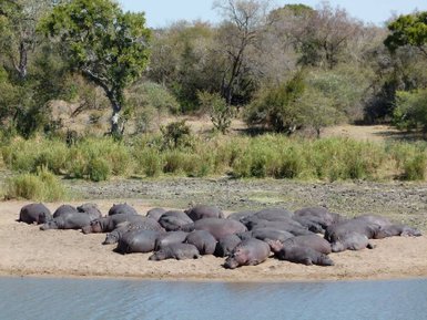 Entspannte Flusspferde ruhen im kühlen Wasser eines südafrikanischen Flusses – Südafrika mit Kindern