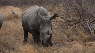 Großes Nashorn steht in der trockenen Savanne im Kruger Nationalpark – Südafrika Familienreise