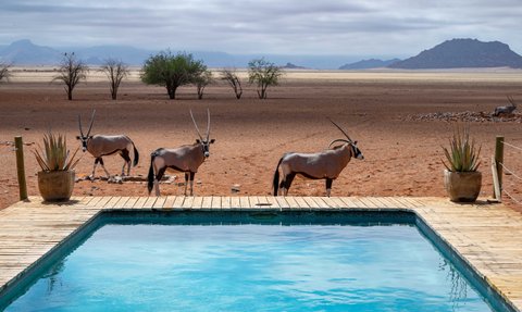 Eine Gruppe von Antilopen steht neben einem Pool inmitten der trockenen Namib-Wüste, unter einem bewölkten Himmel.