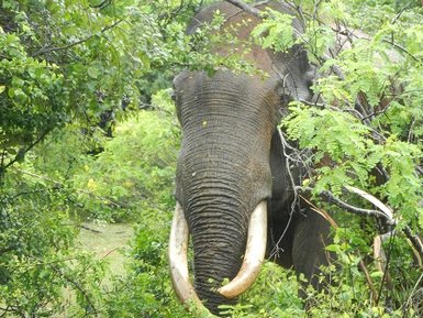 Elefant durchquert die Landschaft im Yala Nationalpark – Sri Lanka Familienreise