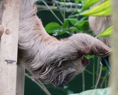 Faultier hängt entspannt verkehrt herum an einem Ast – Costa Rica Reise mit Kindern