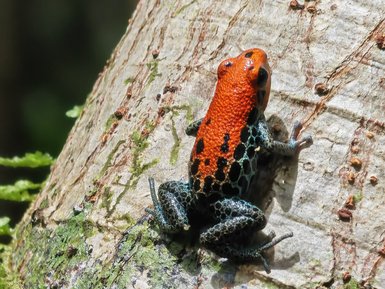 Ein leuchtend orangefarbener Frosch mit schwarzen Punkten sitzt auf einer Baumrinde im Amazonas-Regenwald.