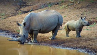 Eine Nashornmutter mit ihrem Jungtier trinkt an einem Wasserloch im Makutsi Game Reserve – Südafrika Reise mit Kindern