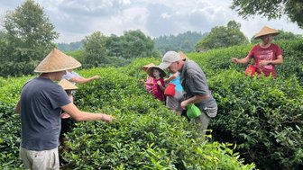 Familie erkundet gemeinsam die grünen Teeplantagen in der Umgebung von Guilin – China Familienreise