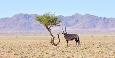 Ein Springbock steht neben einem Baum im NamibRand Nature Reserve