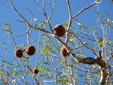 Ein Baum mit dünnen Ästen trägt mehrere runde, braune Früchte vor einem strahlend blauen Himmel.